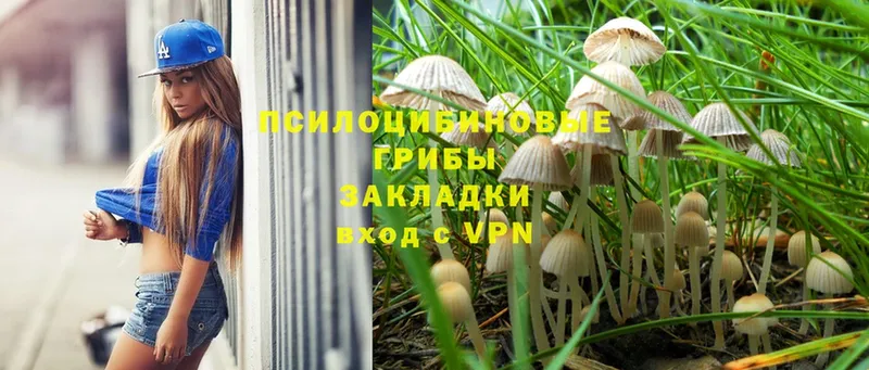 где купить   Ахтубинск  Галлюциногенные грибы Cubensis 